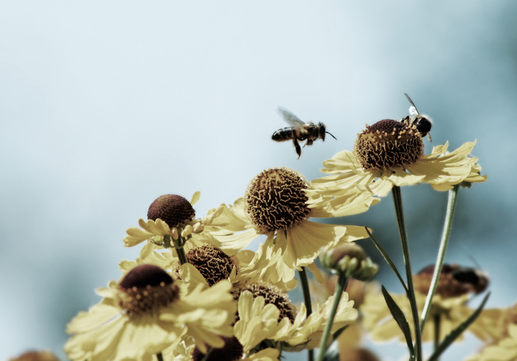 Bees Buster wallpaper