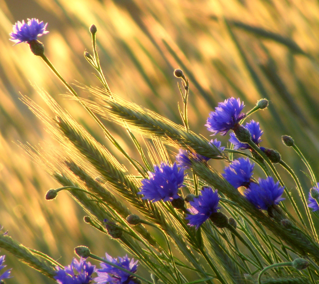 Screenshot №1 pro téma Cornflowers 1080x960