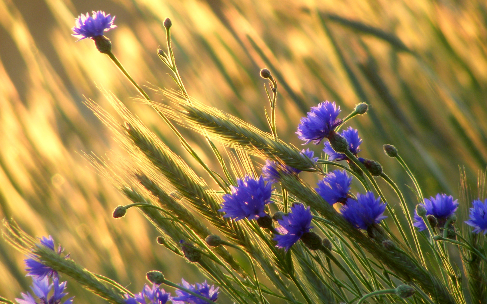 Screenshot №1 pro téma Cornflowers 1680x1050