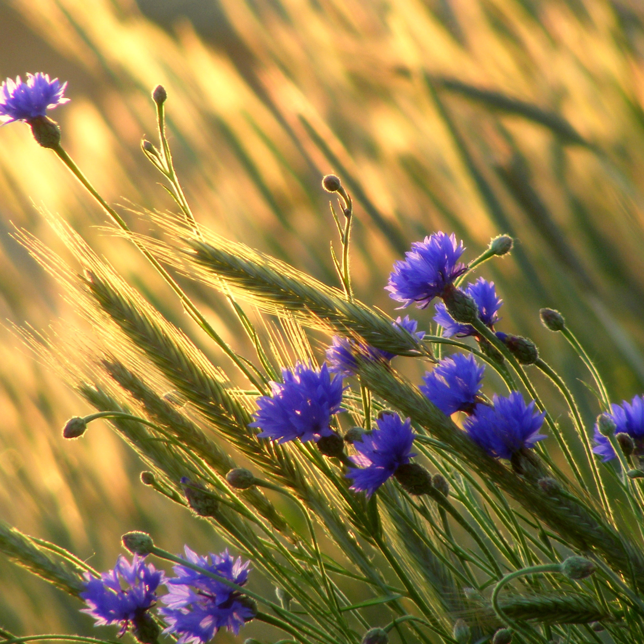 Sfondi Cornflowers 2048x2048