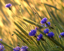 Screenshot №1 pro téma Cornflowers 220x176