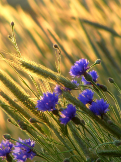 Cornflowers screenshot #1 240x320