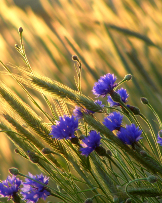 Cornflowers - Obrázkek zdarma pro Nokia X3-02