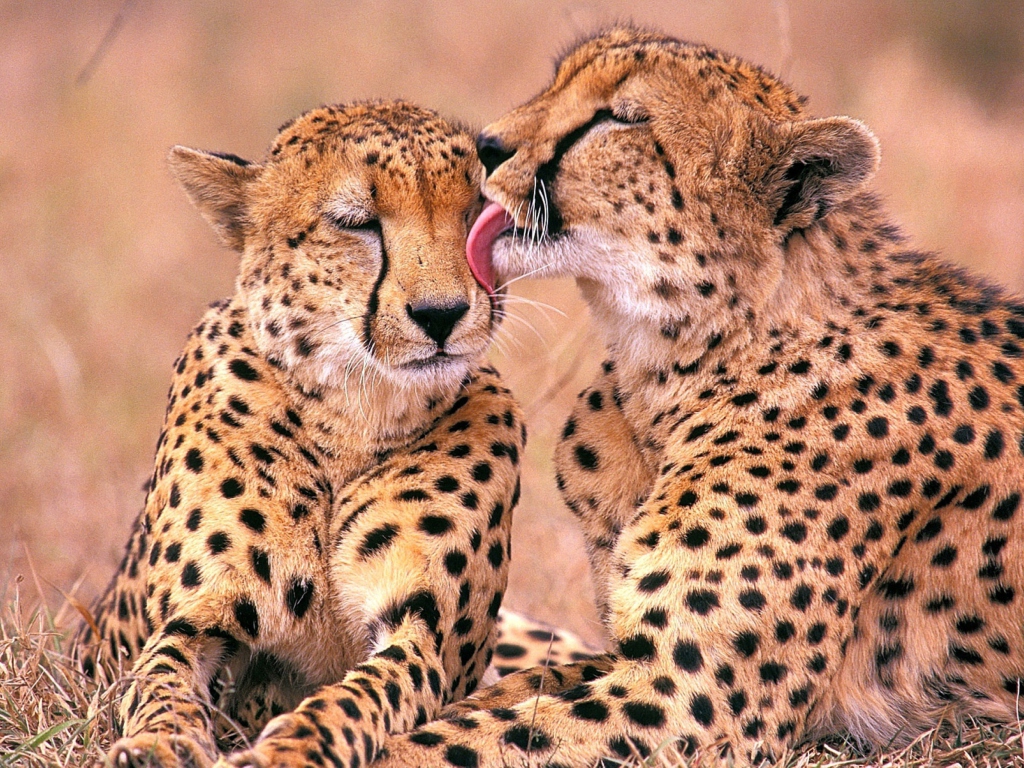 Das South African Cheetahs Wallpaper 1024x768
