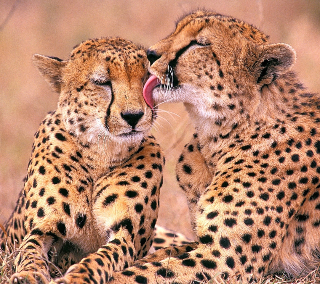 Das South African Cheetahs Wallpaper 1080x960