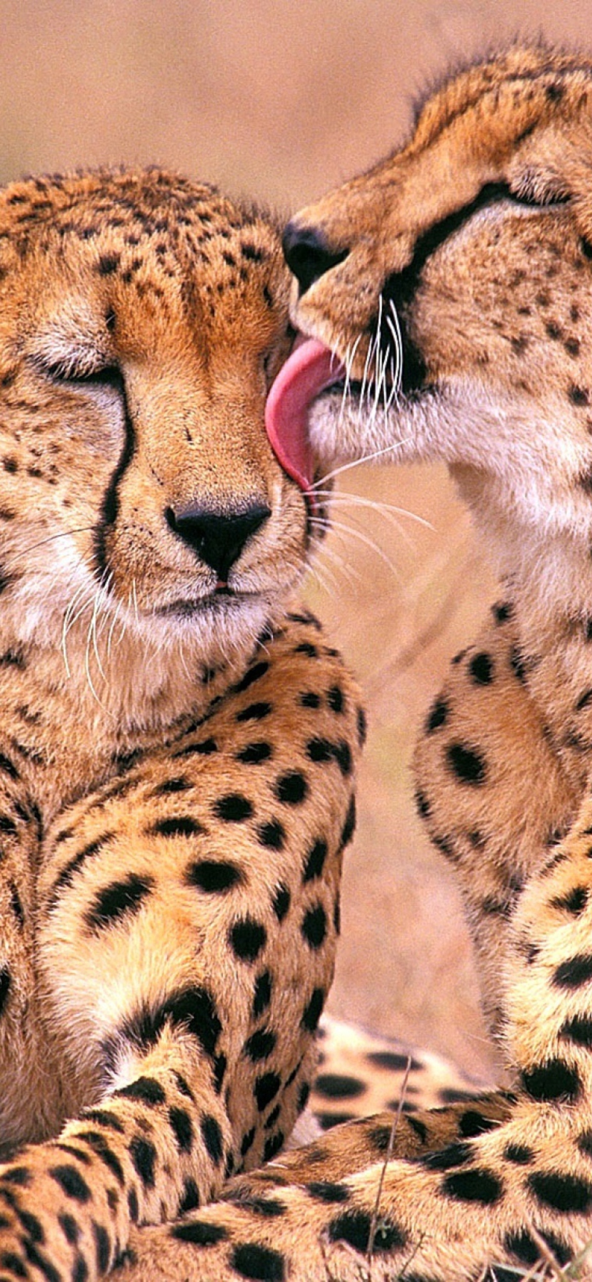 Das South African Cheetahs Wallpaper 1170x2532