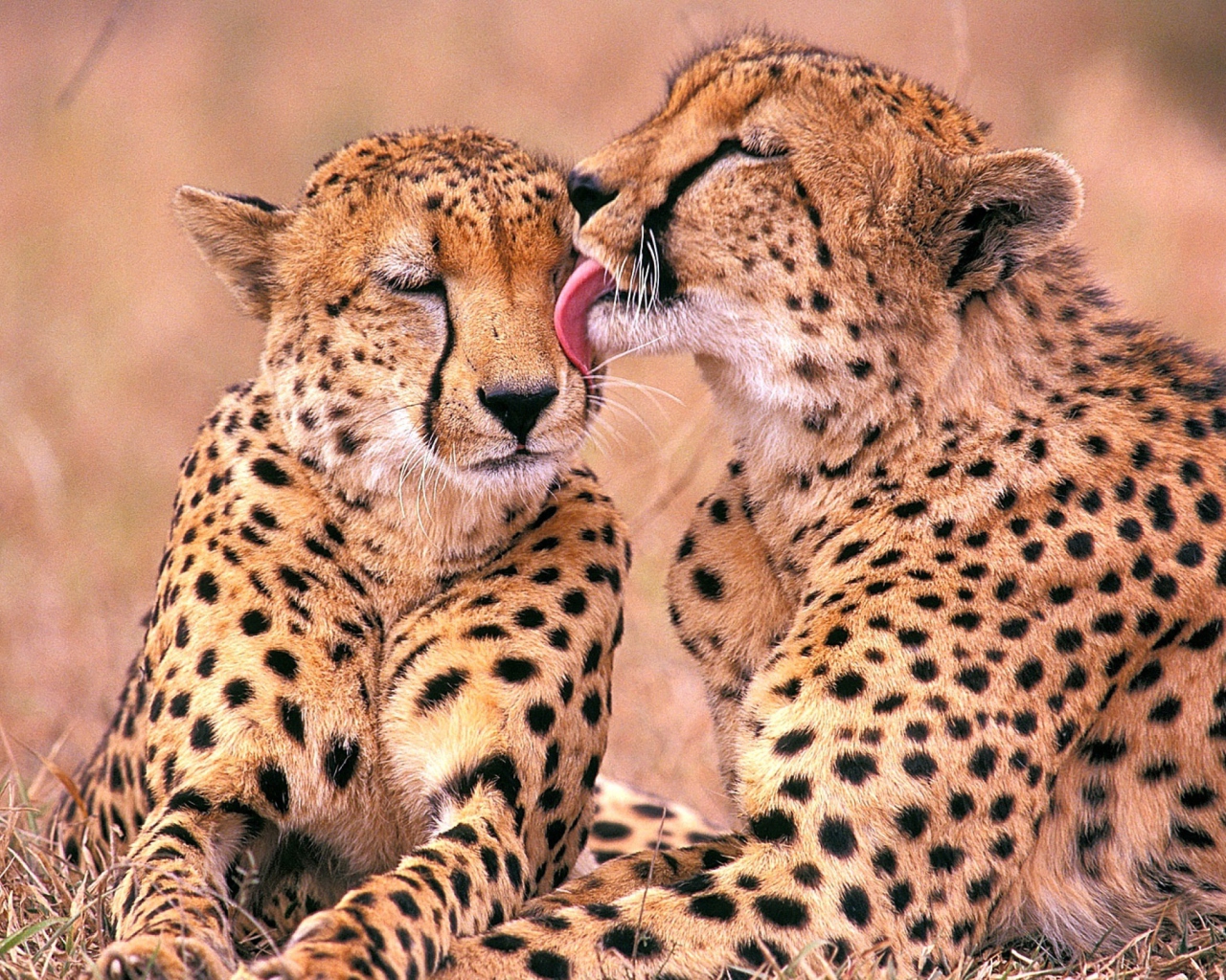 Das South African Cheetahs Wallpaper 1280x1024