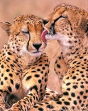 Das South African Cheetahs Wallpaper 128x160