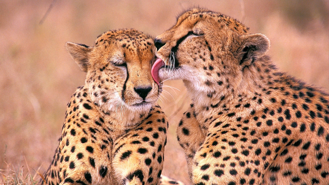 South African Cheetahs wallpaper 1366x768