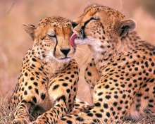 Das South African Cheetahs Wallpaper 220x176