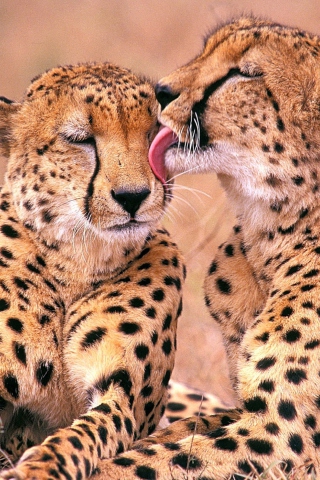 Das South African Cheetahs Wallpaper 320x480