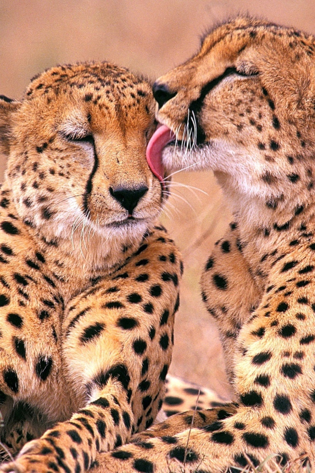 Das South African Cheetahs Wallpaper 640x960