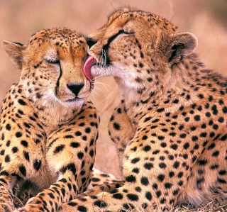 South African Cheetahs papel de parede para celular para 1024x1024