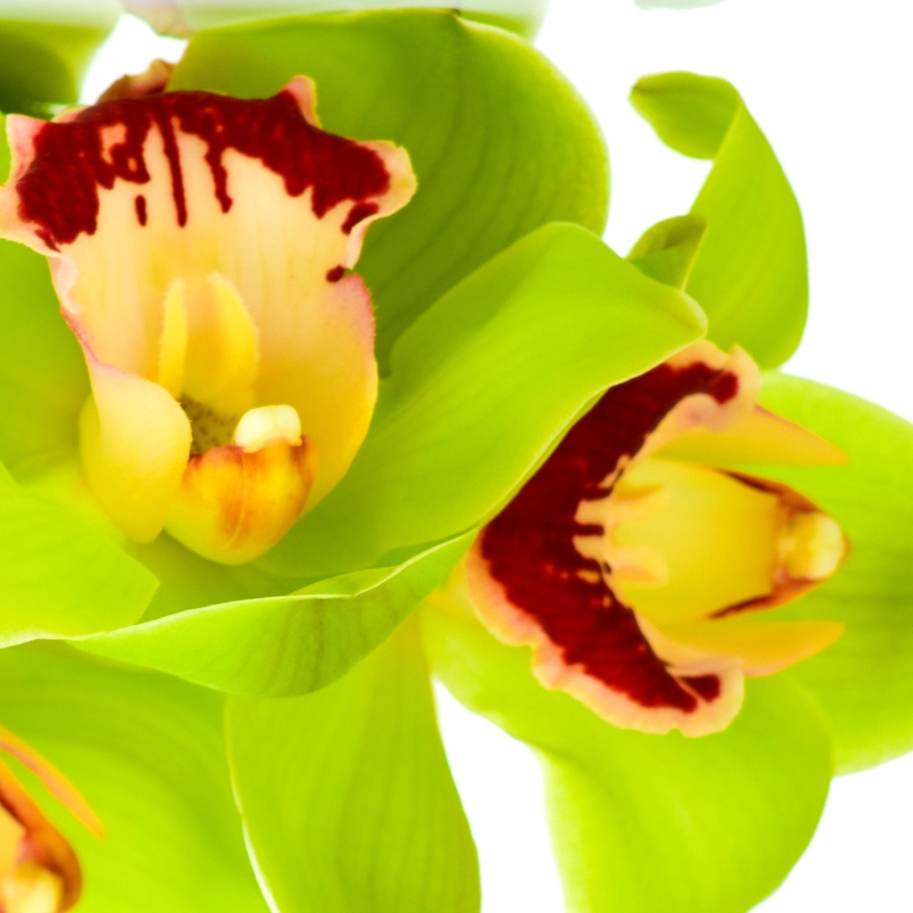 Cymbidium or Boat Orchid wallpaper 1024x1024