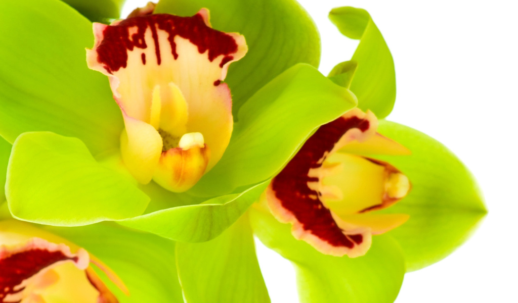 Screenshot №1 pro téma Cymbidium or Boat Orchid 1024x600