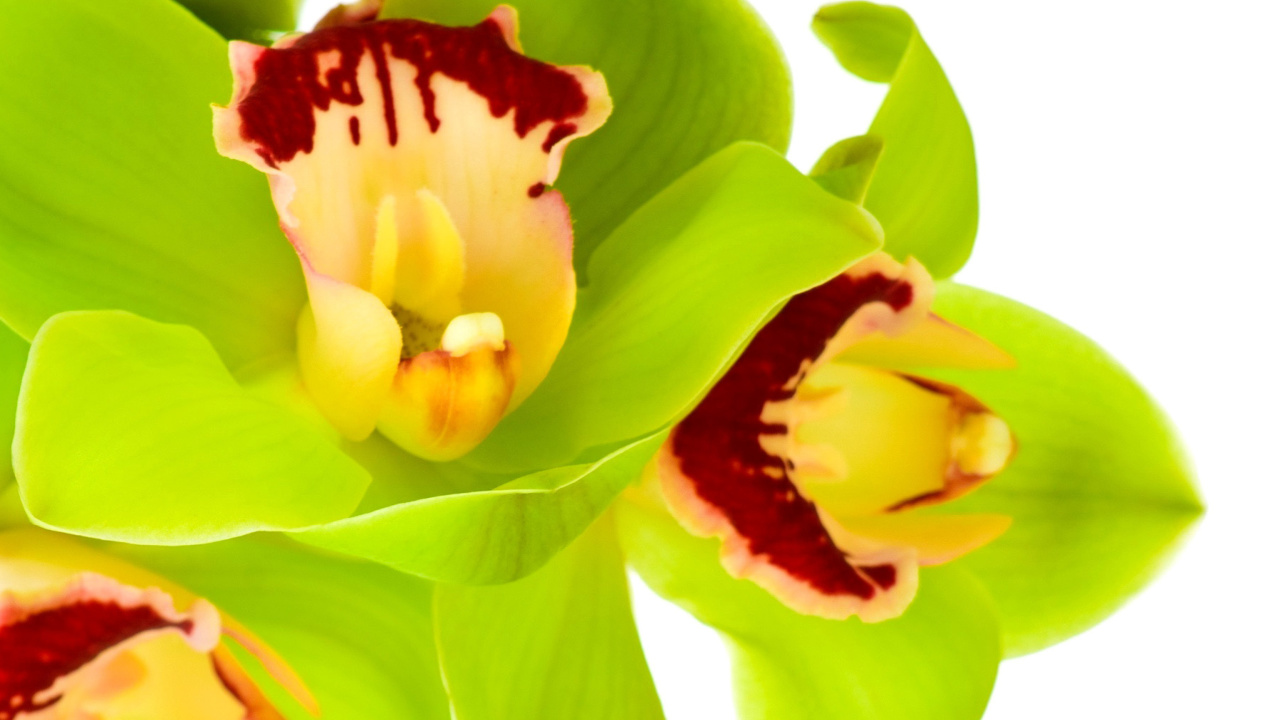 Das Cymbidium or Boat Orchid Wallpaper 1280x720