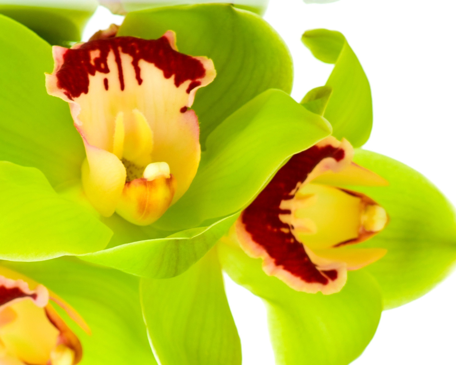 Das Cymbidium or Boat Orchid Wallpaper 1600x1280