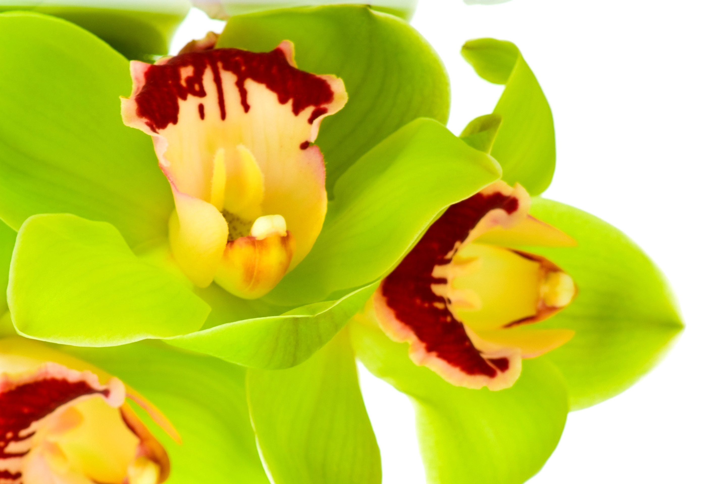 Cymbidium or Boat Orchid wallpaper 2880x1920