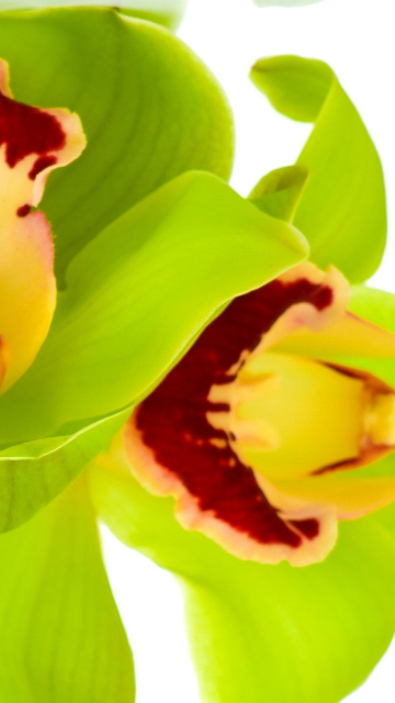 Cymbidium or Boat Orchid screenshot #1 360x640