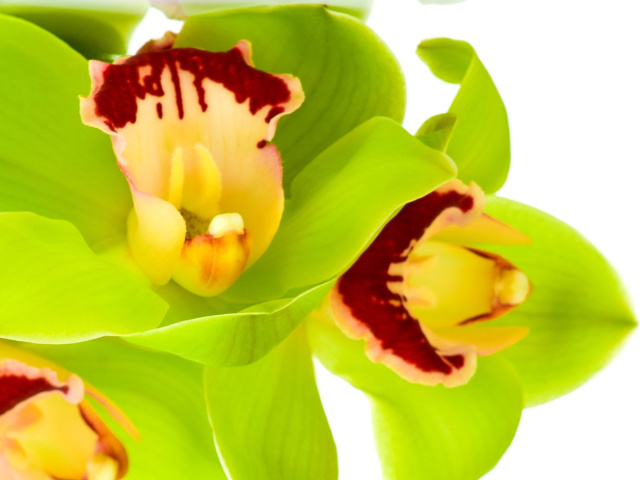 Cymbidium or Boat Orchid screenshot #1 640x480