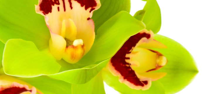 Cymbidium or Boat Orchid wallpaper 720x320