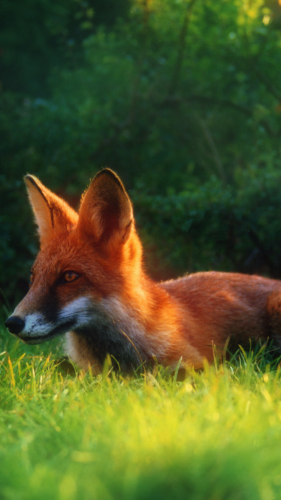 Sfondi Bright Red Fox In Green Grass 1080x1920