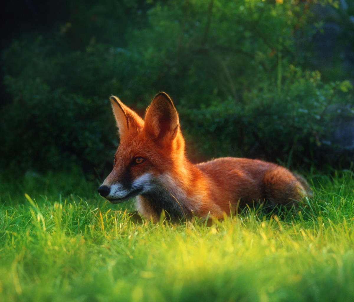 Fondo de pantalla Bright Red Fox In Green Grass 1200x1024