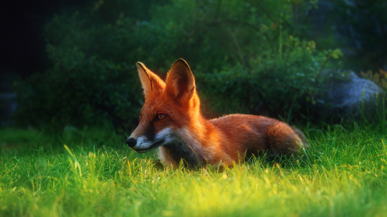 Das Bright Red Fox In Green Grass Wallpaper 1280x720