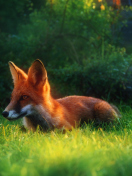 Das Bright Red Fox In Green Grass Wallpaper 132x176