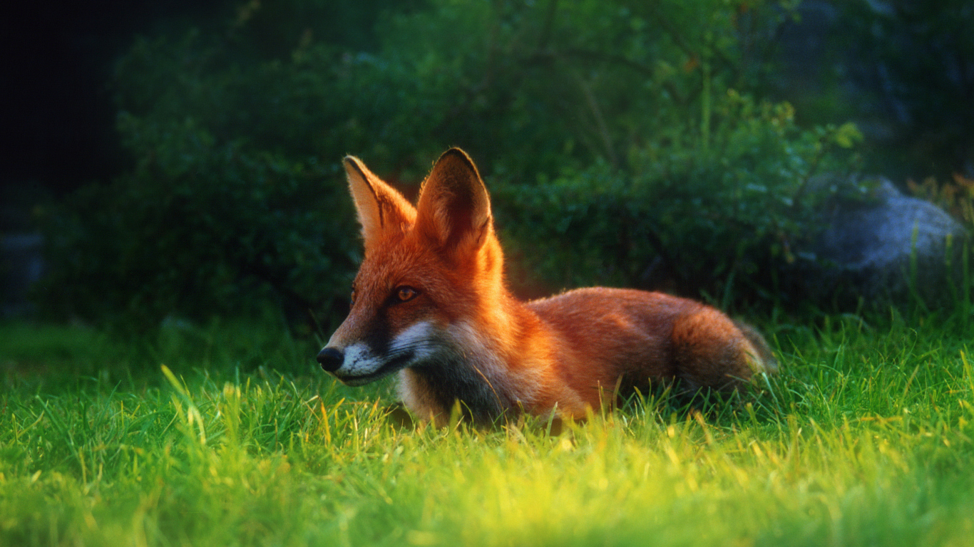Fondo de pantalla Bright Red Fox In Green Grass 1366x768