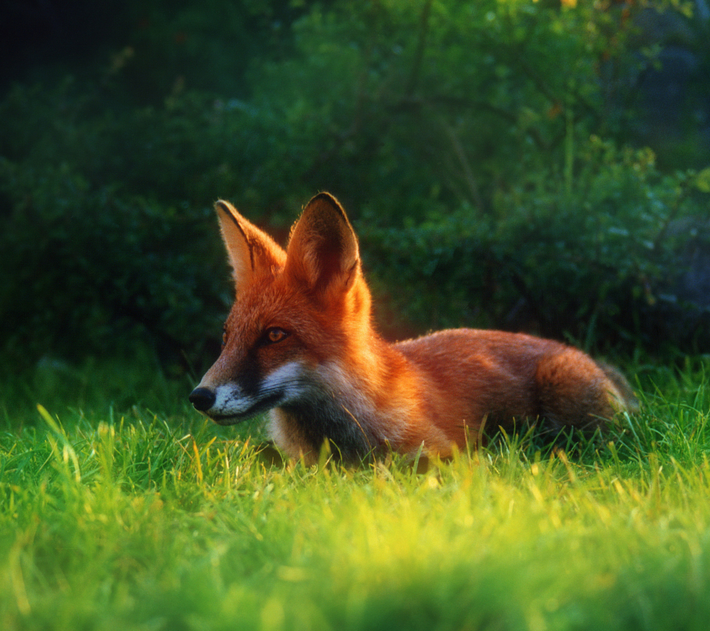 Обои Bright Red Fox In Green Grass 1440x1280
