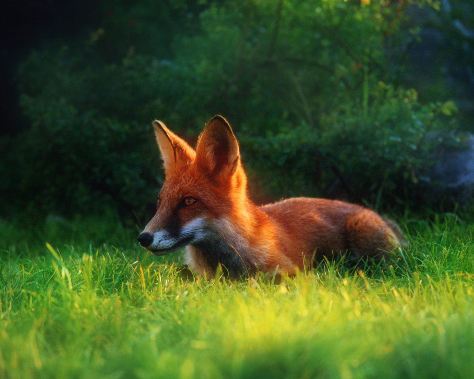 Screenshot №1 pro téma Bright Red Fox In Green Grass 1600x1280