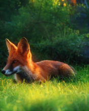 Bright Red Fox In Green Grass screenshot #1 176x220