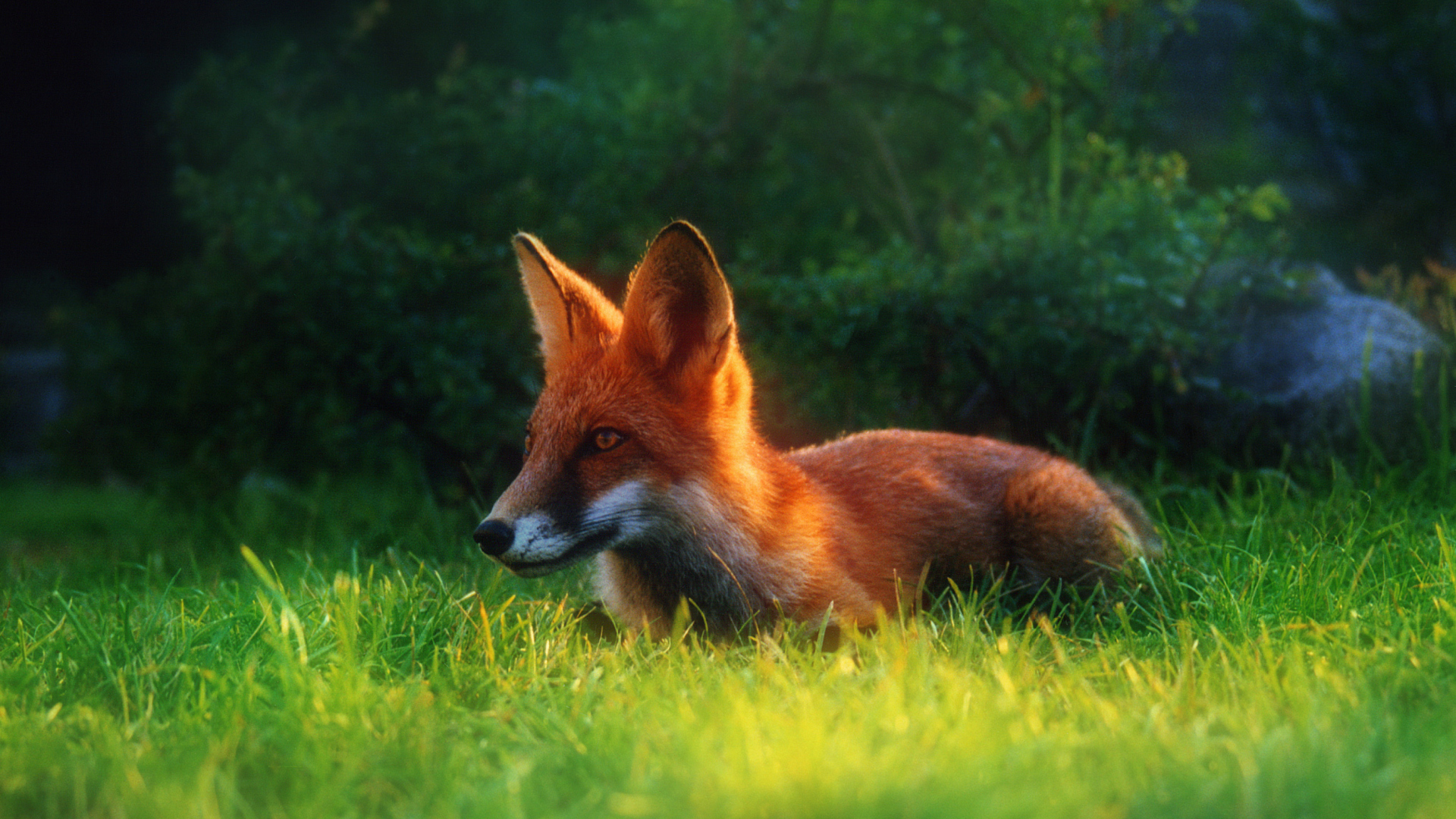 Screenshot №1 pro téma Bright Red Fox In Green Grass 1920x1080