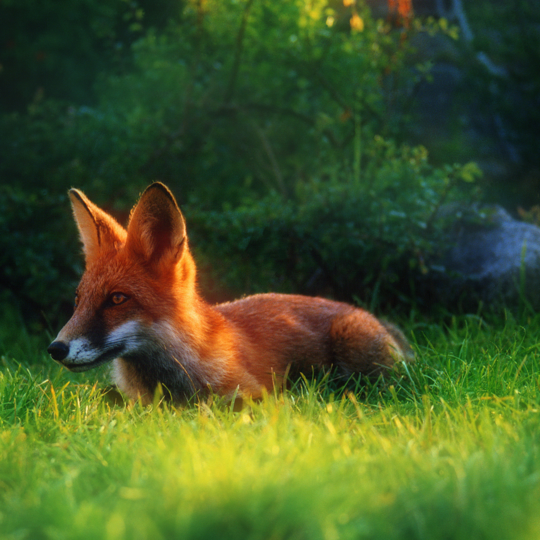 Sfondi Bright Red Fox In Green Grass 2048x2048