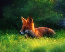 Bright Red Fox In Green Grass screenshot #1 220x176