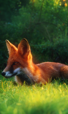 Das Bright Red Fox In Green Grass Wallpaper 240x400