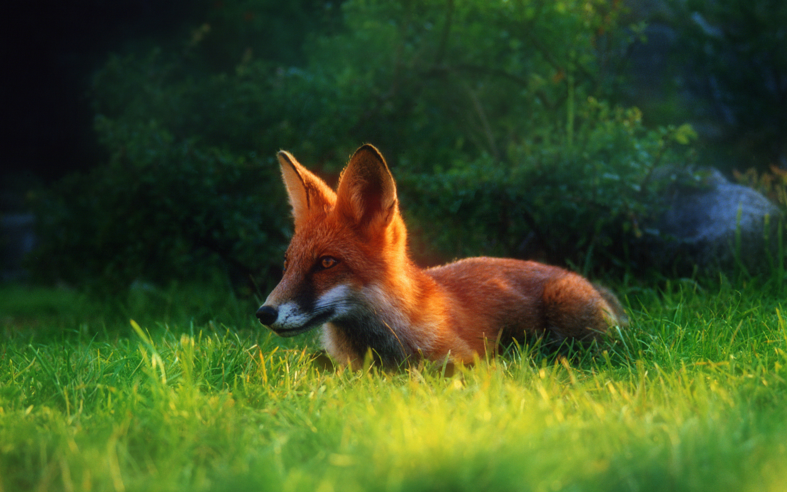 Das Bright Red Fox In Green Grass Wallpaper 2560x1600