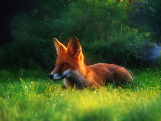 Das Bright Red Fox In Green Grass Wallpaper 320x240
