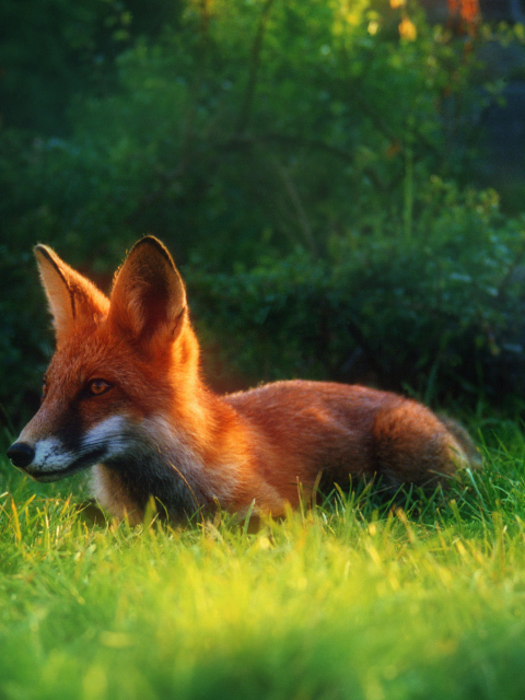 Обои Bright Red Fox In Green Grass 480x640