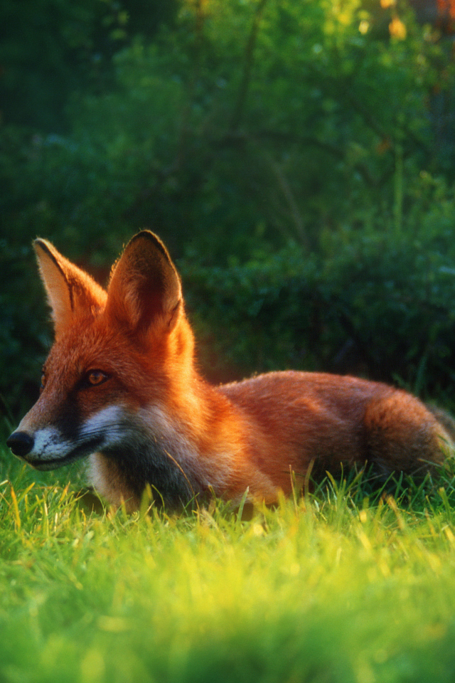 Sfondi Bright Red Fox In Green Grass 640x960