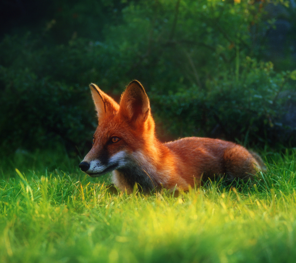 Das Bright Red Fox In Green Grass Wallpaper 960x854