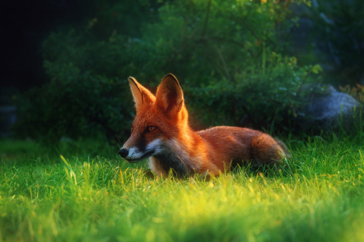 Das Bright Red Fox In Green Grass Wallpaper