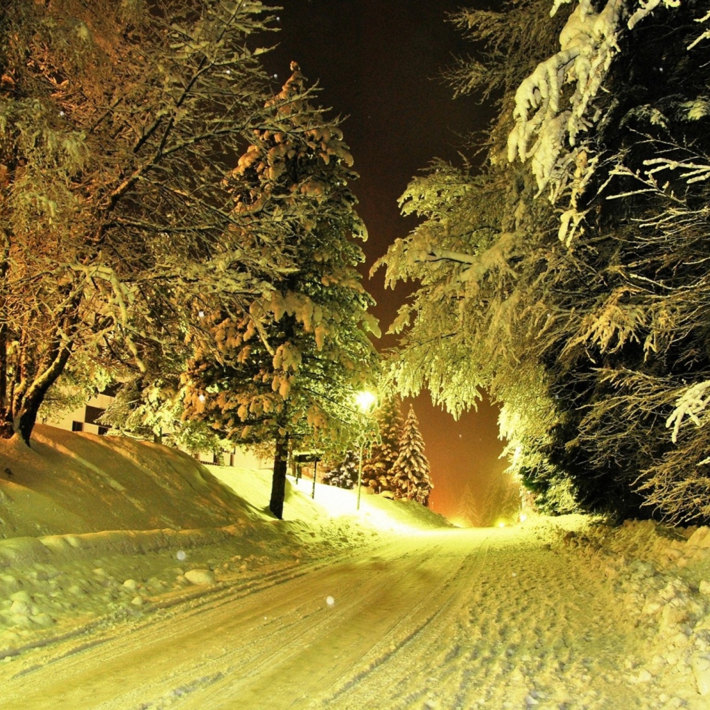 Sfondi Cold Winter Night Forest 1024x1024