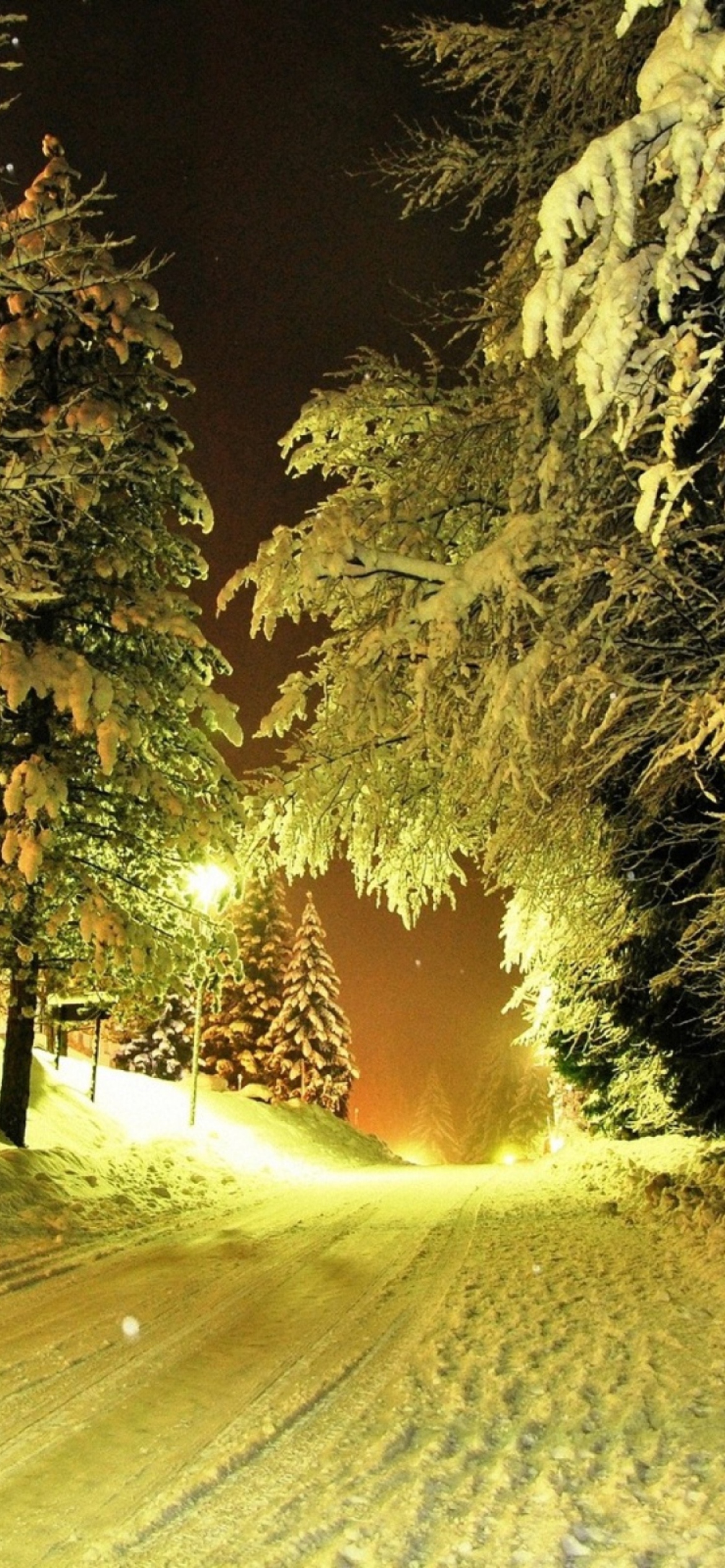 Das Cold Winter Night Forest Wallpaper 1170x2532