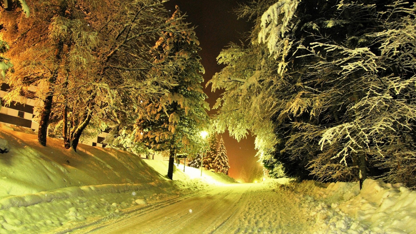 Fondo de pantalla Cold Winter Night Forest 1600x900