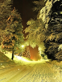 Screenshot №1 pro téma Cold Winter Night Forest 240x320