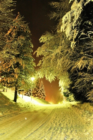 Cold Winter Night Forest wallpaper 320x480