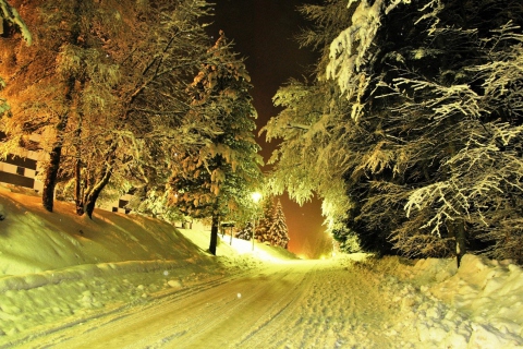 Cold Winter Night Forest wallpaper 480x320