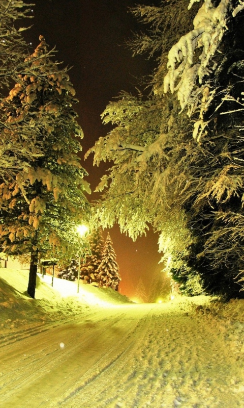 Das Cold Winter Night Forest Wallpaper 480x800